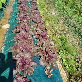 훈&팜님의 배추 · 영농일지 작성글 사진