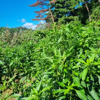 훈&팜님의 배추 · 영농일지 작성글 사진