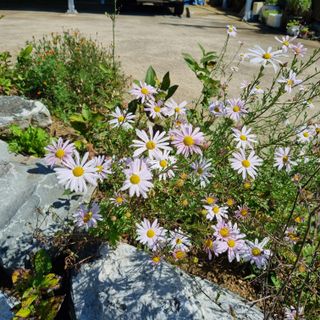 훈&팜님의 배추 · 영농일지 작성글 사진