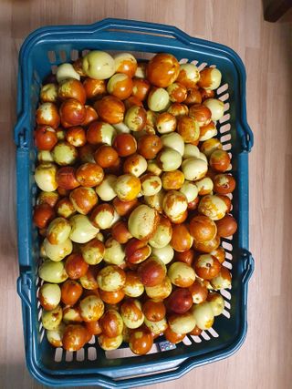 최동수님의 기타작물 · 영농일지 작성글 사진