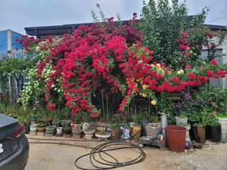 호야님의 팜모닝 · 출석 작성글 사진