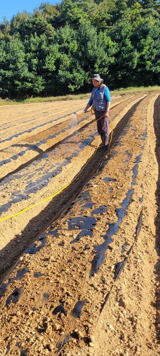 태일농산이정수님의 10월 내 농작물 자랑하기 · 참여글 작성글 사진