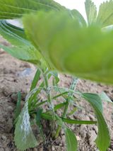 팜모닝 들깨·병해충상담 게시글 이미지