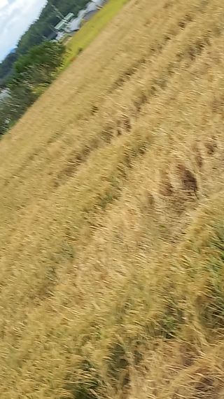 주길식님의 벼 · 영농일지 작성글 사진