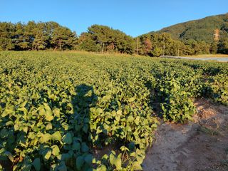 박진하님의 10월 내 농작물 자랑하기 · 참여글 작성글 사진