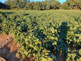 박진하님의 10월 내 농작물 자랑하기 · 참여글 작성글 사진