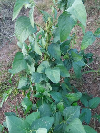 박진하님의 10월 내 농작물 자랑하기 · 참여글 작성글 사진