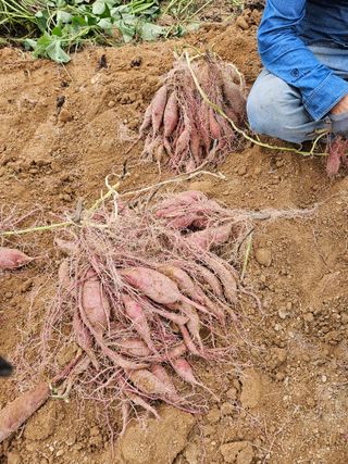 배추8281님의 자유주제 · 자유게시판 작성글 사진