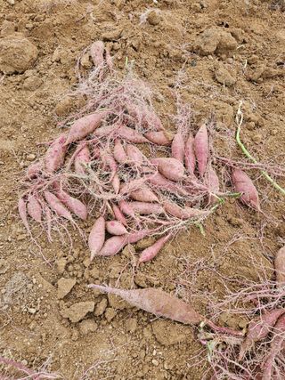 배추8281님의 자유주제 · 자유게시판 작성글 사진