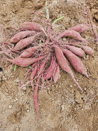 배추8281님의 자유주제 · 자유게시판 작성글 사진