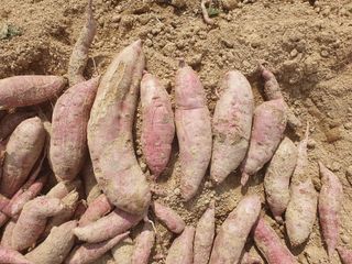 김양석님의 고구마 · 영농일지 작성글 사진