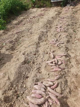 김양석님의 고구마 · 영농일지 작성글 사진