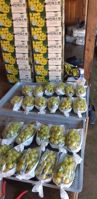 김정구 님의 10월 내 농작물 자랑하기 · 참여글 작성글 사진