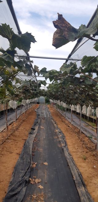 김정구 님의 10월 내 농작물 자랑하기 · 참여글 작성글 사진