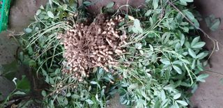 김정구 님의 10월 내 농작물 자랑하기 · 참여글 작성글 사진