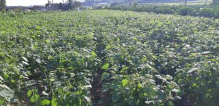 김정구 님의 10월 내 농작물 자랑하기 · 참여글 작성글 사진