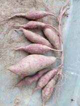 팜모닝 고구마·영농일지 게시글 이미지