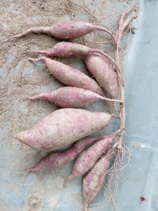 매실9654님의 고구마 · 영농일지 작성글 사진