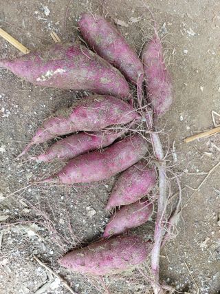 매실9654님의 고구마 · 영농일지 작성글 사진