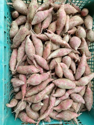 매실9654님의 고구마 · 영농일지 작성글 사진