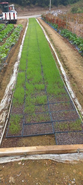 엄기분님의 양파 · 병해충상담 작성글 사진