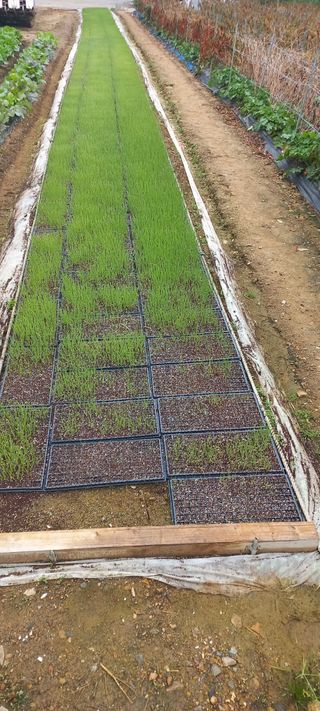 엄기분님의 양파 · 병해충상담 작성글 사진