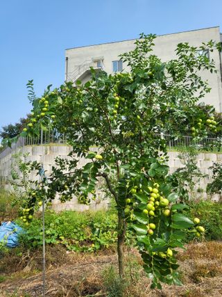 큐라님의 기타작물 · 영농일지 작성글 사진