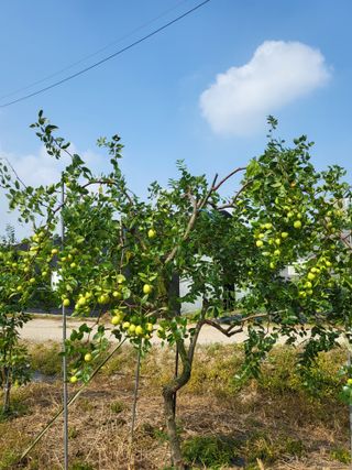 큐라님의 기타작물 · 영농일지 작성글 사진