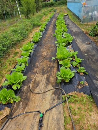 최만재님의 배추 · 영농일지 작성글 사진