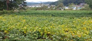 쌍둥이할매님의 자유주제 · 자유게시판 작성글 사진