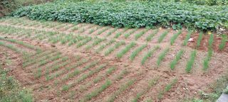 쌍둥이할매님의 자유주제 · 자유게시판 작성글 사진