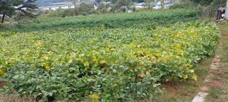 쌍둥이할매님의 자유주제 · 자유게시판 작성글 사진