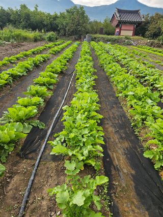 배성은365님의 배추 · 영농일지 작성글 사진