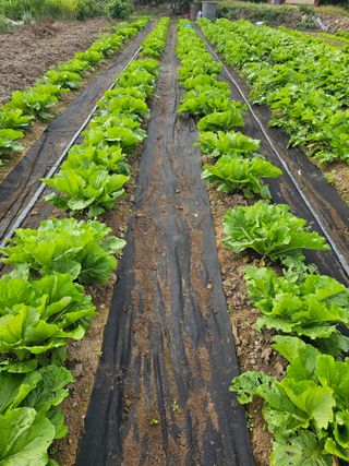 배성은365님의 배추 · 영농일지 작성글 사진