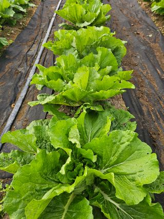 배성은365님의 배추 · 영농일지 작성글 사진