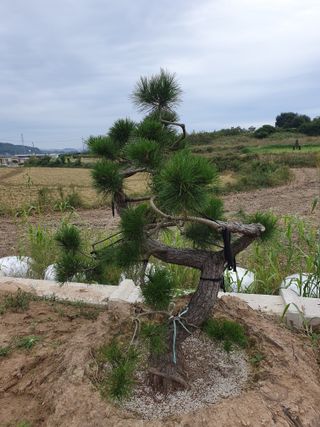 작은소나무님의 자유주제 · 자유게시판 작성글 사진