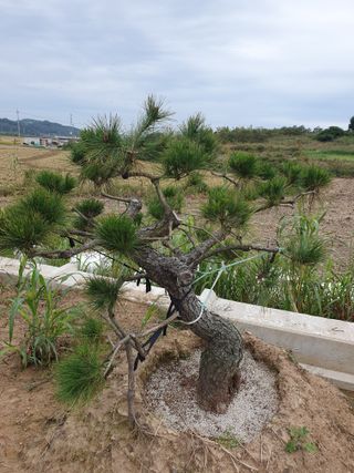 작은소나무님의 자유주제 · 자유게시판 작성글 사진