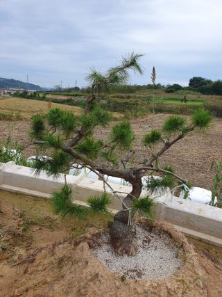작은소나무님의 자유주제 · 자유게시판 작성글 사진