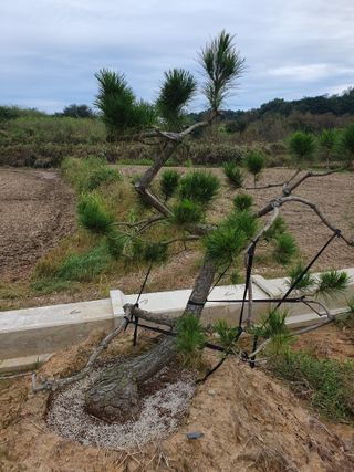 작은소나무님의 자유주제 · 자유게시판 작성글 사진