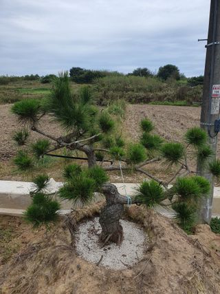 작은소나무님의 자유주제 · 자유게시판 작성글 사진