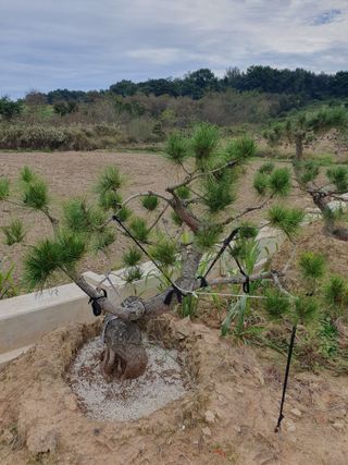 작은소나무님의 자유주제 · 자유게시판 작성글 사진
