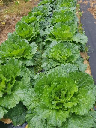 김건호님의 자유주제 · 자유게시판 작성글 사진