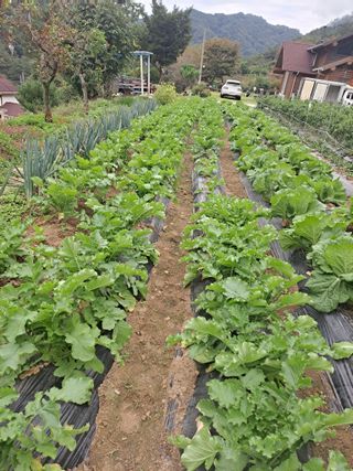 강원사랑인님의 자유주제 · 자유게시판 작성글 사진