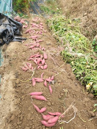 행운농부님의 자유주제 · 자유게시판 작성글 사진