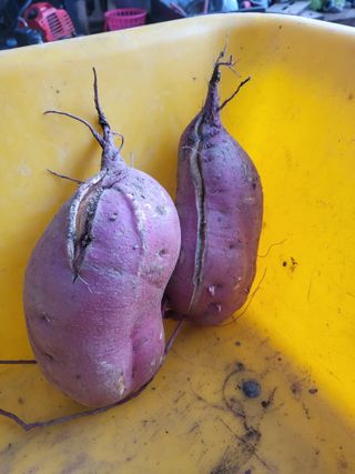 행운농부님의 자유주제 · 자유게시판 작성글 사진