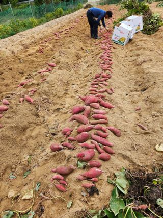 보은 김영순님의 자유주제 · 자유게시판 작성글 사진