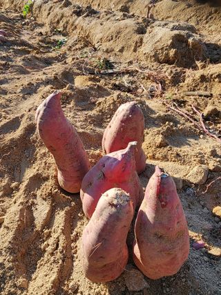 보은 김영순님의 자유주제 · 자유게시판 작성글 사진