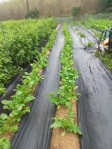 팜모닝 10월 내 농작물 자랑하기·참여글 게시글 이미지