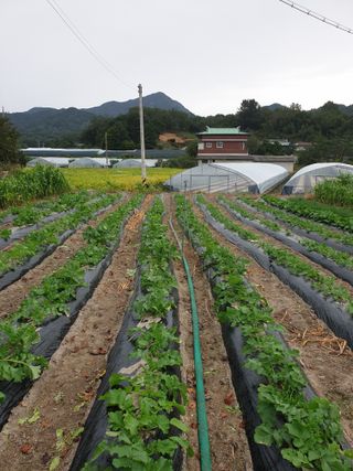 고추29286님의 배추 · 영농일지 작성글 사진