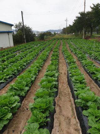 고추29286님의 배추 · 영농일지 작성글 사진